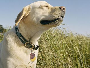 金毛猎犬在高高的草丛中晒太阳