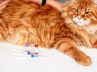 一只橙色的缅因猫，桌子上放着疫苗瓶和注射器。