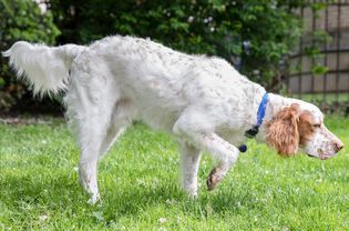 白棕相间的英国塞特犬在草地上散步