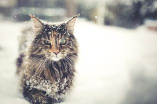 一只长毛挪威森林猫在雪地里行走。