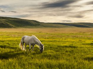 在牧场上吃草的白马