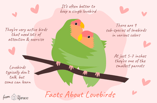 关于爱情鸟的例子。
