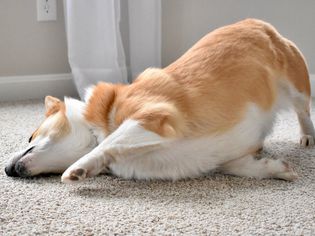 棕白相间的狗在地毯上蹭脸