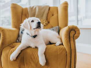 一只金毛猎犬小狗躺在黄色扶手椅上，抬头看向镜头外