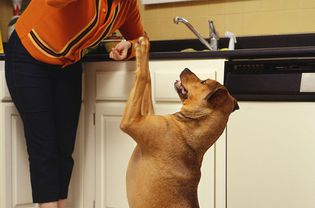 妇女在厨房训练狗
