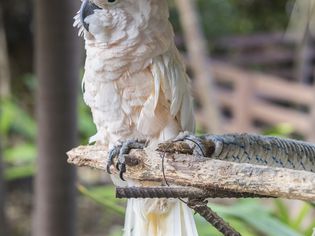 在巴哈马群岛看到的摩鹿加凤头鹦鹉。