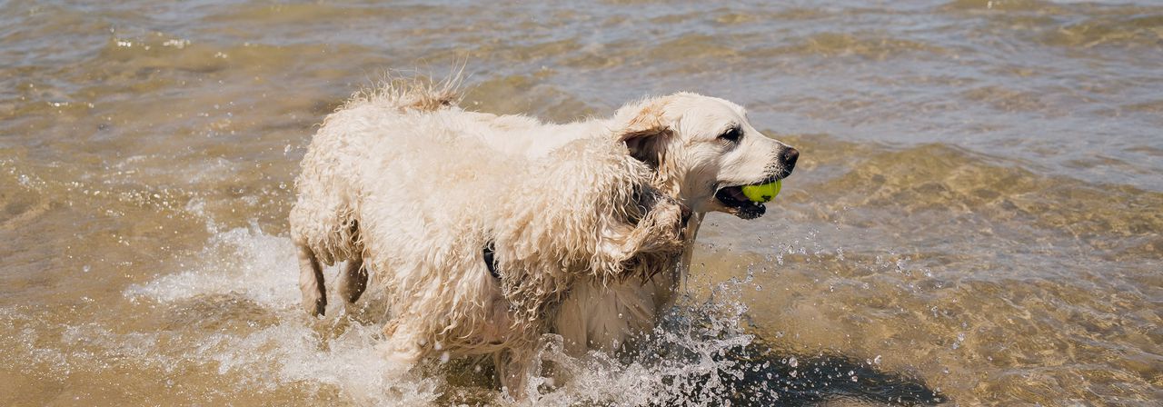 英国拉布拉多狗在海滩水里散步，嘴里含着网球