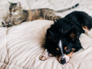 黑色、棕色和白色的狗躺在床上，旁边是棕色和黑色的猫
