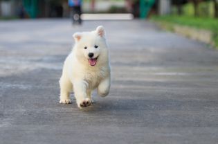 小狗跑兴奋
