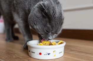 灰猫吃着小白碗里的家常菜