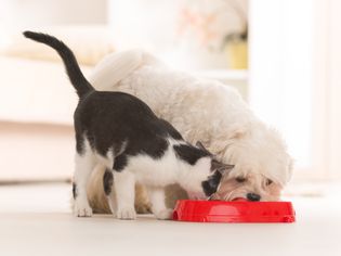 狗和猫吃碗里的食物