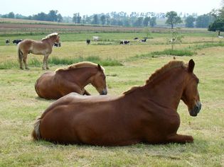 躺在田野里的马