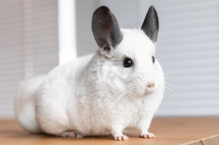 白色的栗鼠，长着灰色的兔子一样的耳朵，立在木头表面