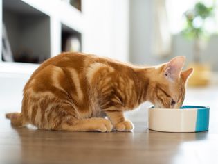 宠物姜猫在家里吃碗里的食物