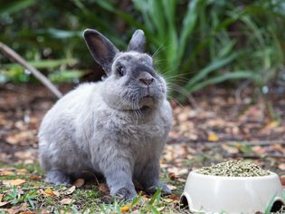 灰兔坐在外面的宠物碗旁边，旁边有兔子的食物