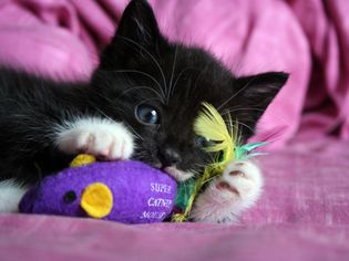 小猫和猫薄荷玩具