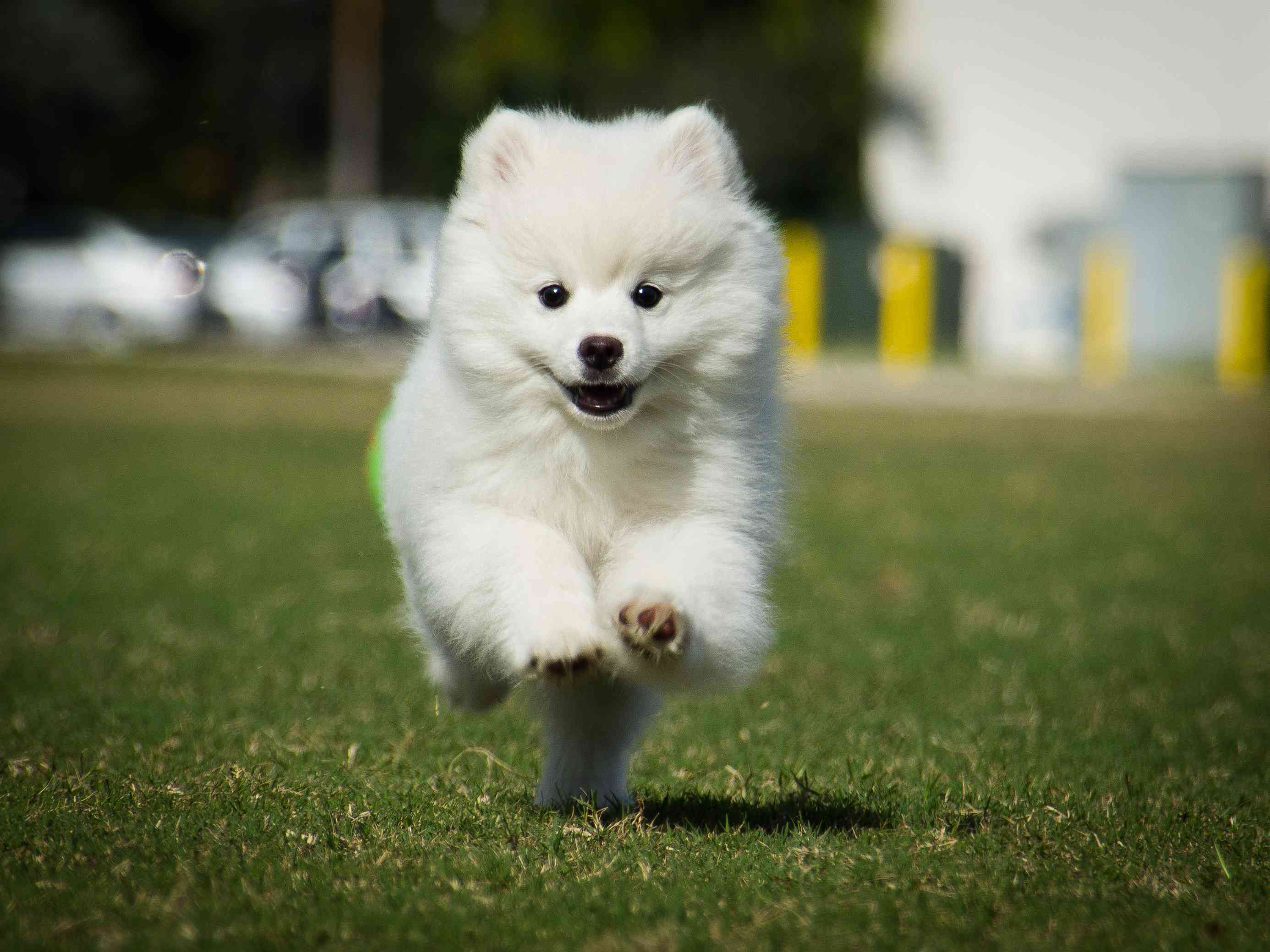 美国爱斯基摩狗在草地上奔跑