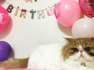 猫生日