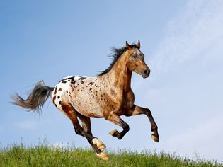 阿帕鲁萨种马在牧场上奔跑