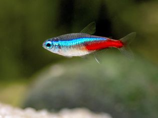 霓虹四环鱼与水蓝色条纹和红色尾巴特写