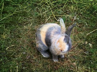 外面草地上的成年丑角兔。