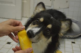 吃芒果的狗。