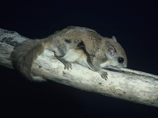 树上的鼯鼠，北美洲