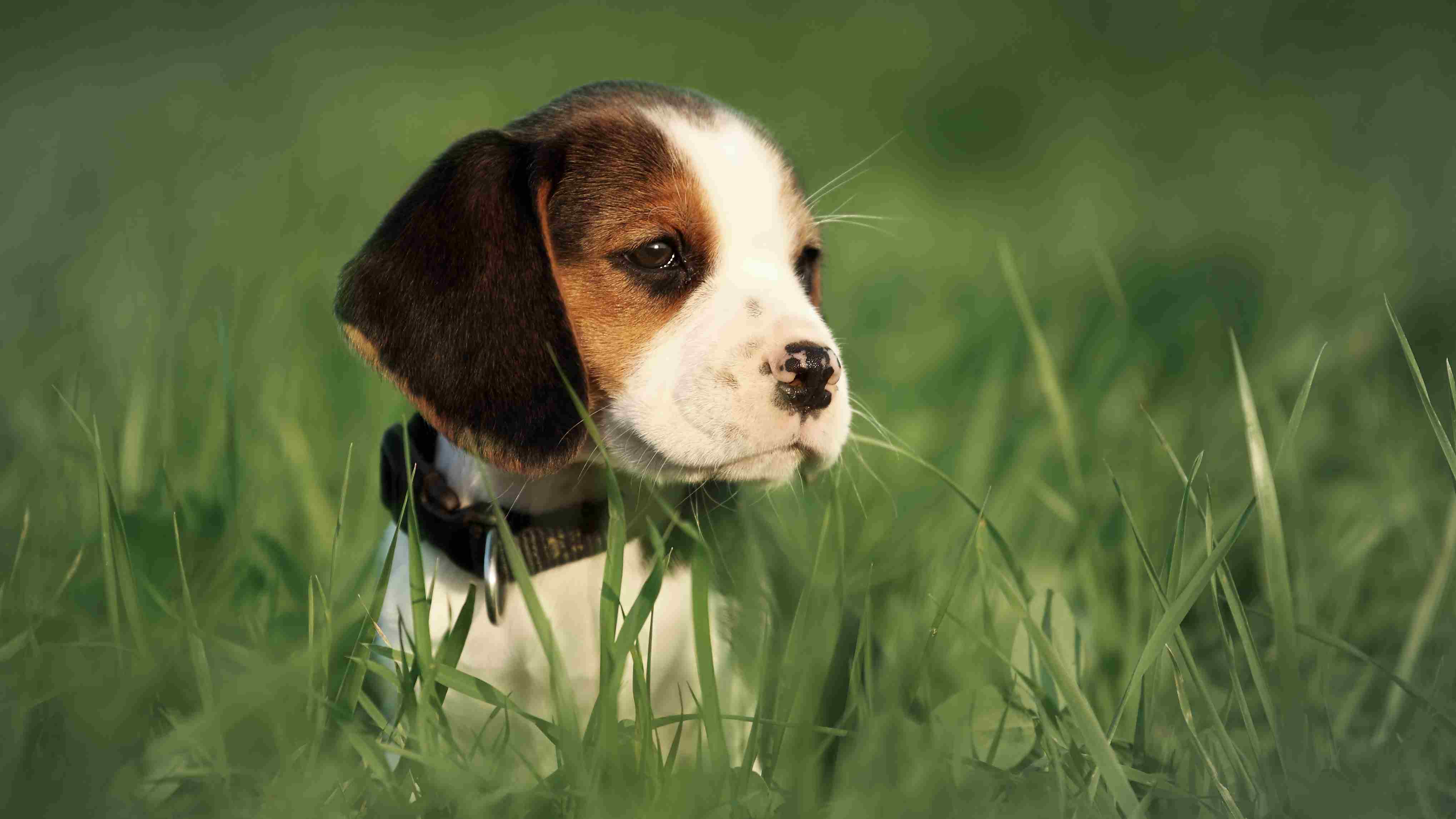 小猎犬小狗坐在草地上