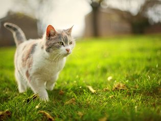 猫走过外面的草地;野猫vs流浪猫