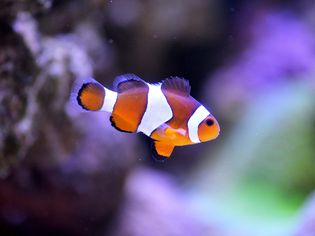 海里8个最可爱的水族馆小动物