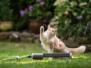 猫花园草坪洒水器