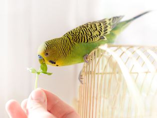 鸟bydgie坐在笼子里，从人的手里吃新鲜的绿色青草
