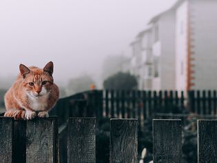 橙色斑猫栖息在栅栏上，看着相机