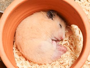 睡在陶罐里的叙利亚仓鼠。