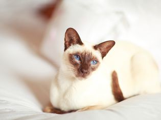 床上的暹罗猫