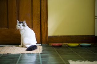 猫坐在厨房地毯上的食物碗