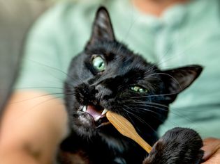 黑猫正在用木指牙刷刷牙