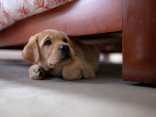小狗躲在床下