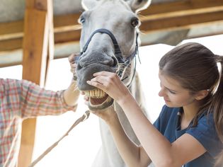 兽医检查马的牙齿