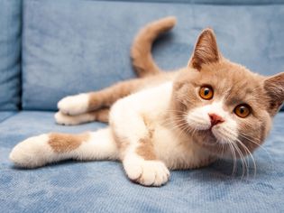 一只橙色的英国短毛猫躺在沙发上