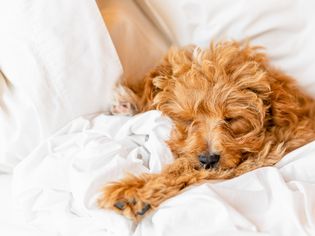 浅棕色的毛茸茸的狗狗睡在床上的毯子和枕头旁边