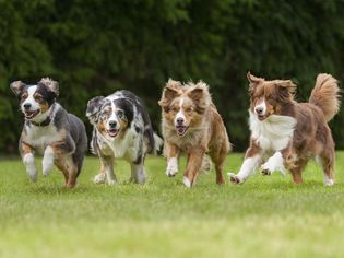 四条狗排成一行跑