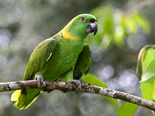 黄色打盹鹦鹉(亚马逊鹦鹉)，哥斯达黎加