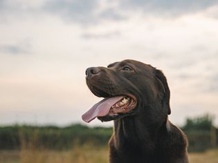 一只巧克力色的拉布拉多寻回犬在日落时伸出舌头