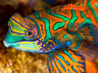 鳜鱼Synchiropus splidius画像，班达内拉岛，印度尼西亚