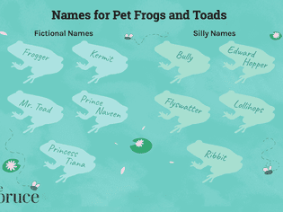 宠物蛙和蟾蜍的名字