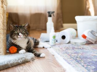棕色和白色的猫旁边抓杆和橙色的球和清洁材料为乱