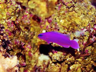 珊瑚礁上的兰花斑背鱼