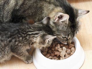 猫妈妈和小猫在吃碗里的食物
