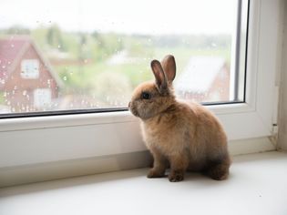 宠物兔子凝视着窗外